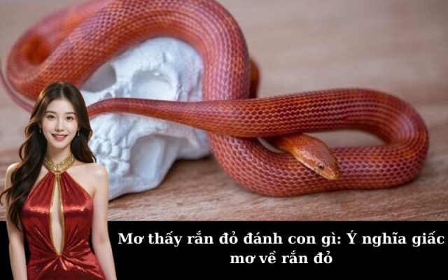 Mơ thấy rắn đỏ đánh con gì: Ý nghĩa giấc mơ về rắn đỏ