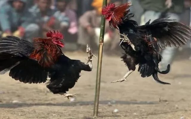 Phân tích nhịp độ các trận đấu đá gà cựa sắt: Tại sao thời gian trận đấu ngày càng ngắn?