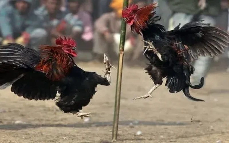 Phân tích nhịp độ các trận đấu đá gà cựa sắt: Tại sao thời gian trận đấu ngày càng ngắn?